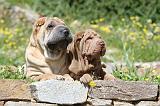 SHAR-PEI 466